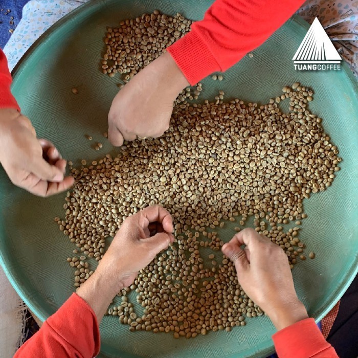 

Green Bean Robusta Natural Tuang Coffee Flores Manggarai G1