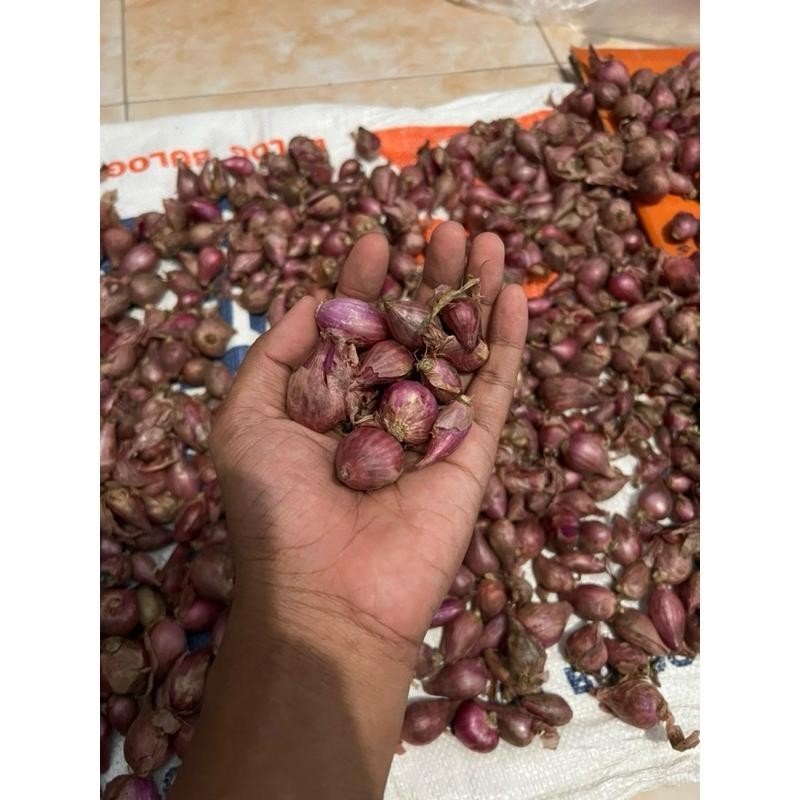 

Bawang Merah 250 500 gram Brambang Lokal Super Besar Berkualitas