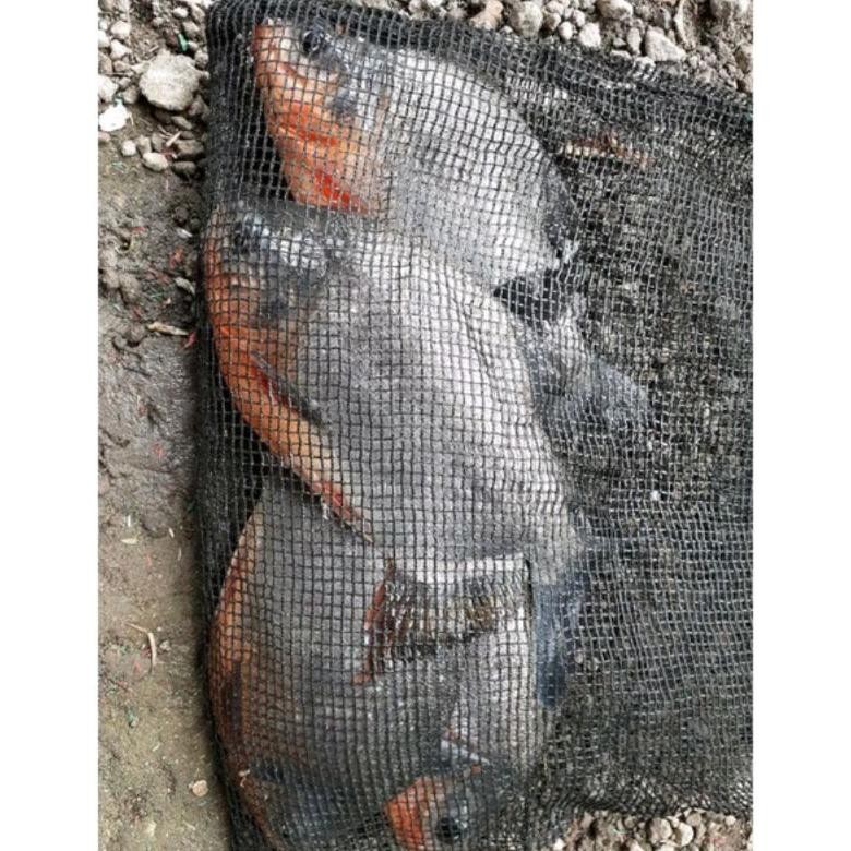 nl-8 Essen BawalEssen bawal Galatama galapung harian essen  bawal Galatama esen pancing Hemat