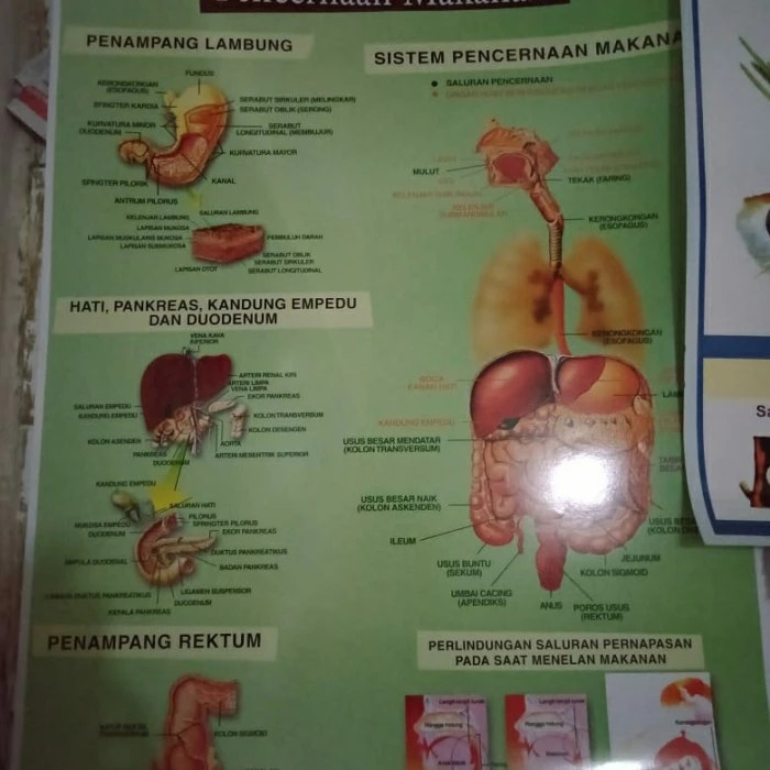 

carta pencernaan makanan / poster pencernaan makanan manusia K01