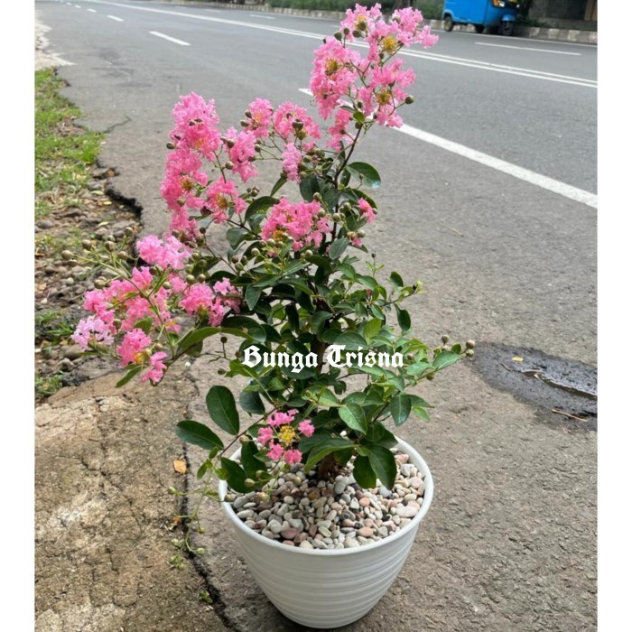 Tanaman Hias Bunga Sakura Pink Plus Pot Putih & Batu Hias Free Alas