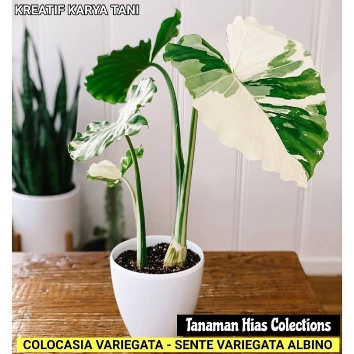 Tanaman Hias Colocasia Varigata - Sente Varigata Albino