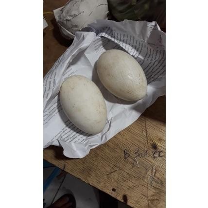 

sa-324 TELUR ANGSA BUSUK / CALANG / SOANG / TEMBUHUK Termurah