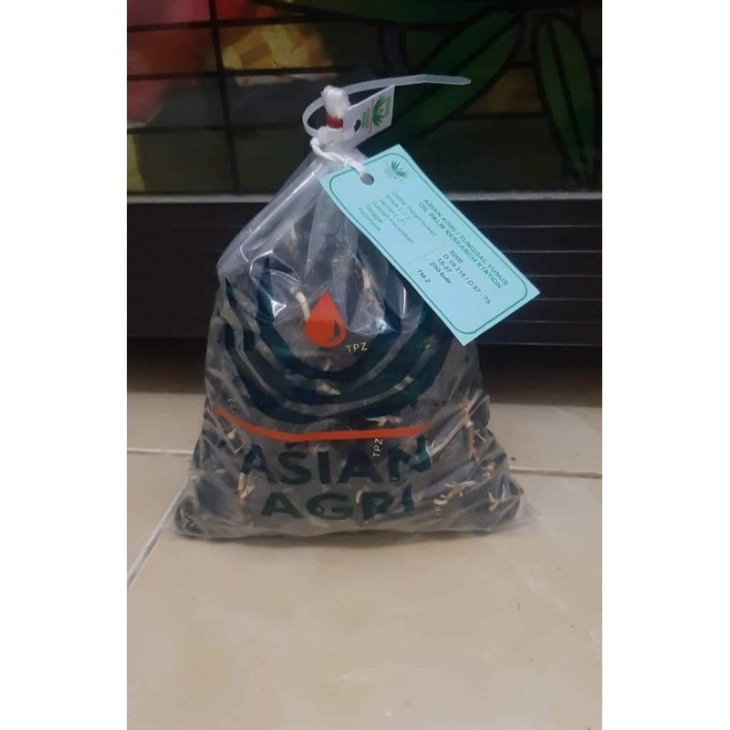 Bibit sawit unggul jaya DXP topaz