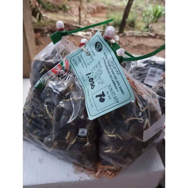 Bibit sawit unggul jaya DXP PPKS 239