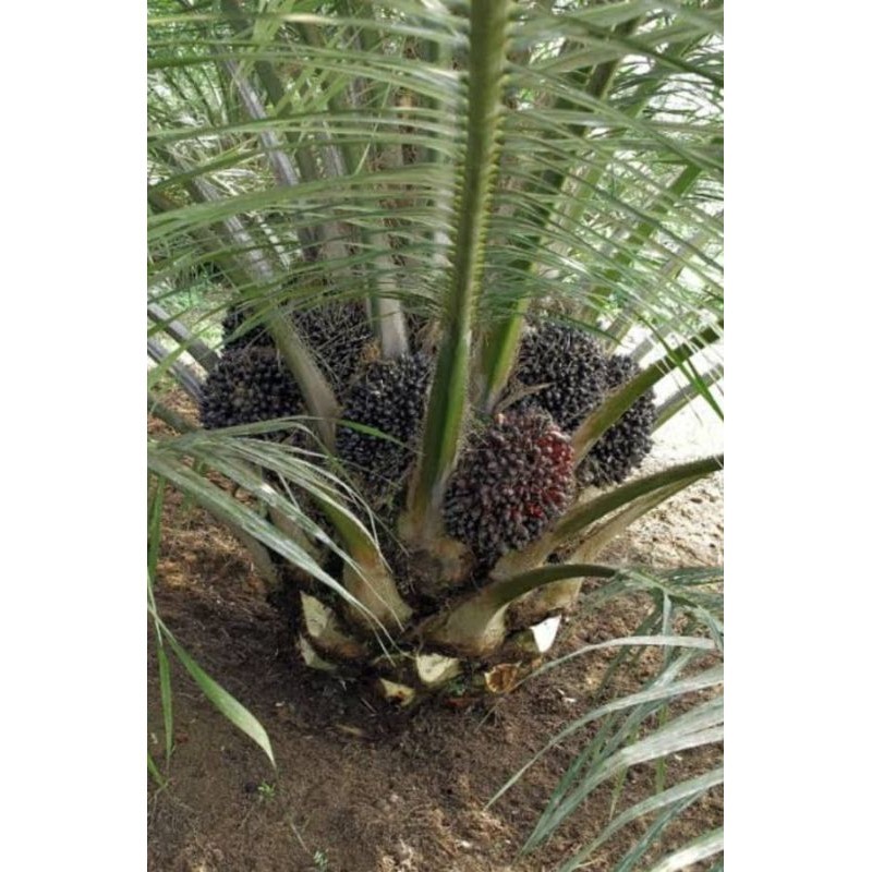 Bibit sawit unggul jaya DXP PPKS