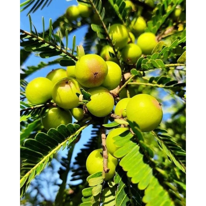 Bibit Tanaman Malaka/kemloko/Amla - Buah Tinggi Anti Oksidan Dan Vit C