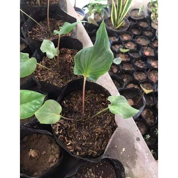Tanaman Hias Bunga Keladi Batik Wayang / Tanaman Caladium Wayang / Bunga Hidup Cod