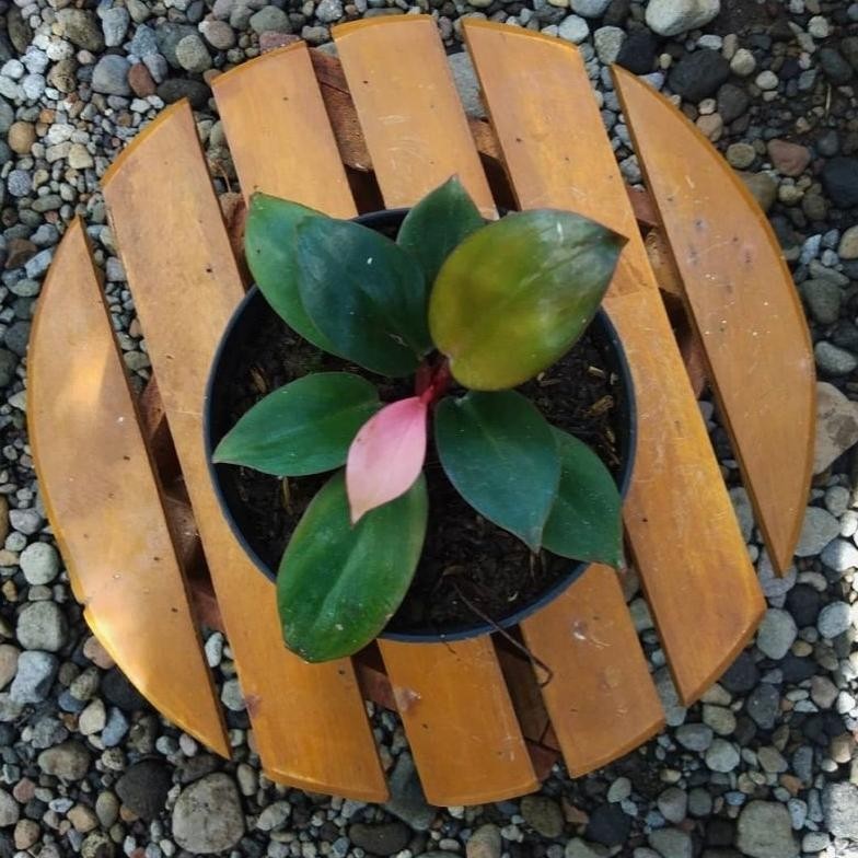 Philo Congo Pink Praktis | Anakan Philo Congo Pink Murah Sale