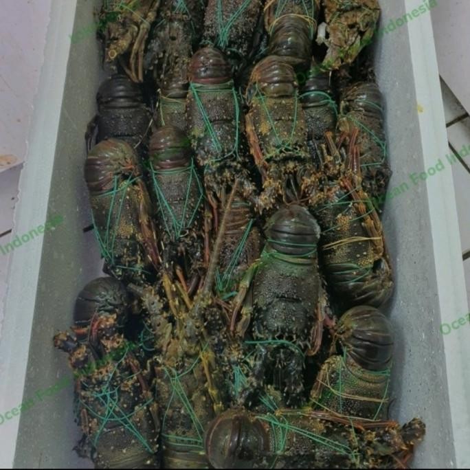 

[Bayar Di Tempat] Lobster Segar