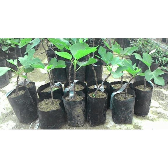 

[Promo] Promo 5Bibit Tin/Ara(6Bulan Siap Buah)Red Israel