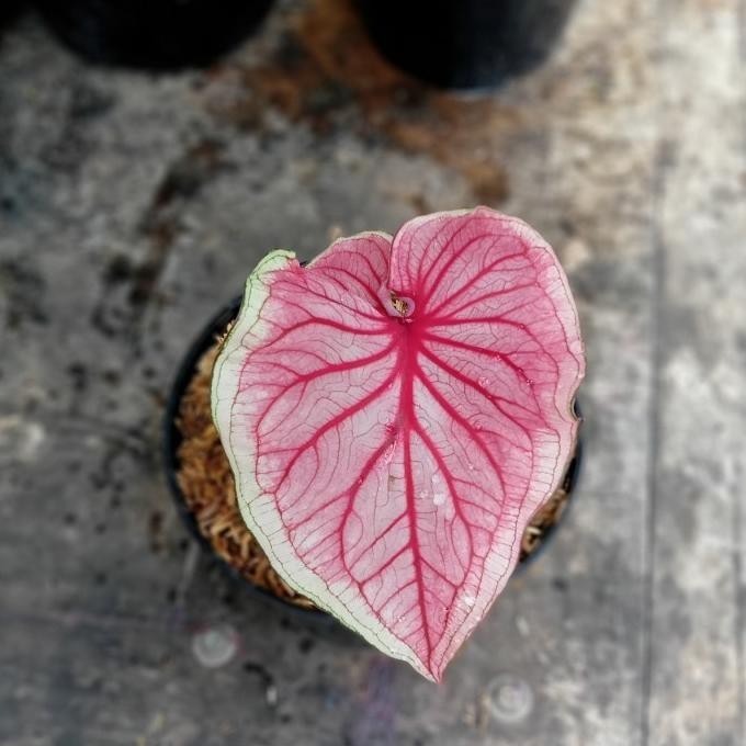 [Baru] Tanaman Hias Pohon Keladi Caladium Super Red Jaguar Thailand