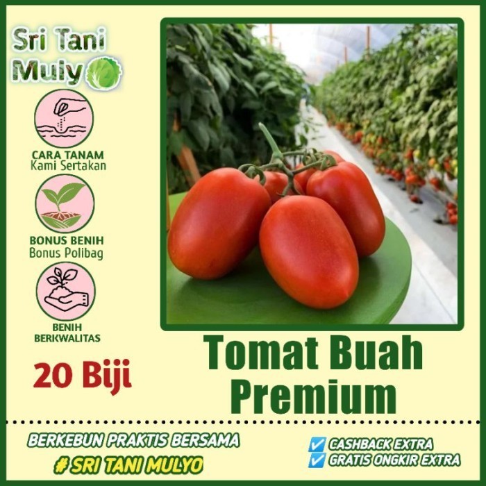 20 Biji - Benih Tomat Buah - TM VISTA Buah Lebat, Daging Tebal, Bibit