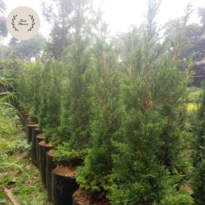 Bibit Pohon Cemara Pua Pua Dewasa. 100Cm - 115Cm