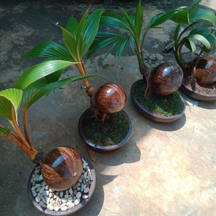 Pohon Kelapa Kuning Bonsai