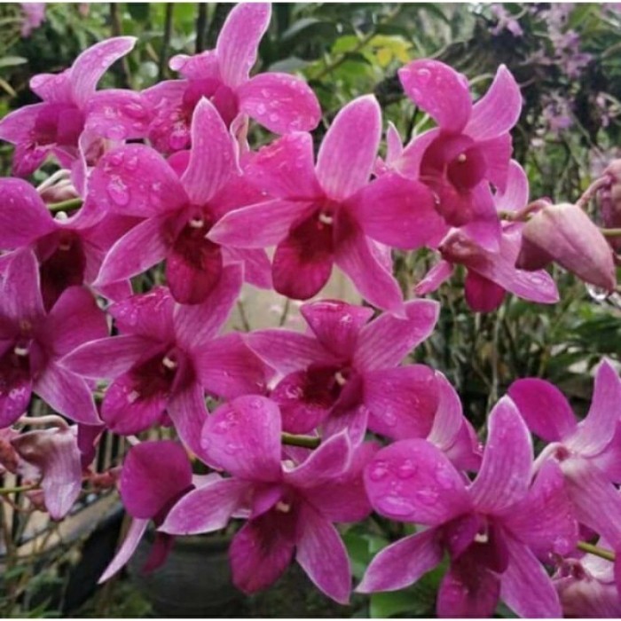 Anggrek Dendrobium Bantimurung