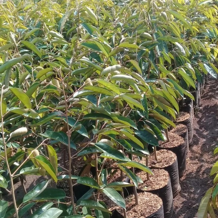 Bibit Durian Super Tembaga Asli Bangka Belitung