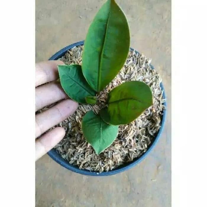 Tanaman Anthurium Superboom Neo