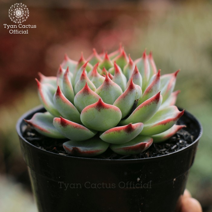 Echeveria Cihuahuensis ( Kaktus Koleksi Sukulen Rare )