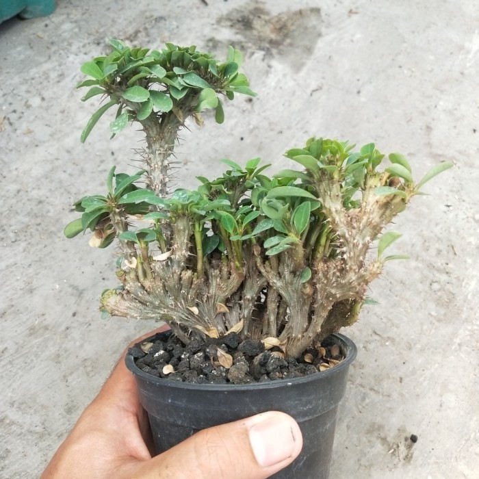 Euphorbia Milii Kristata