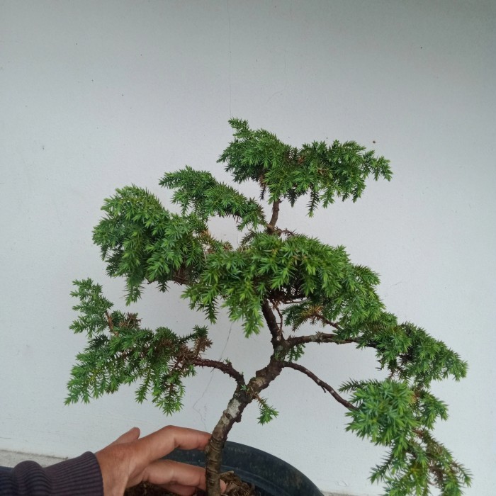 Bonsai Jadi Cemara Pua Sudah Rimbun