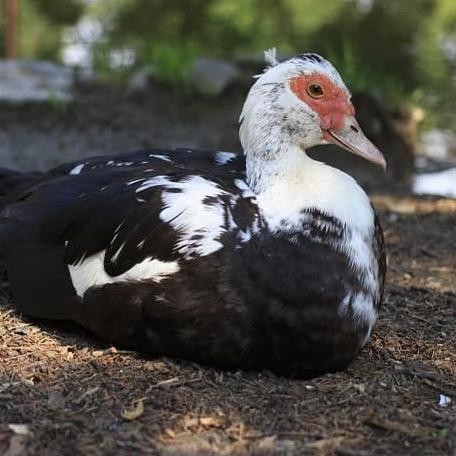 [Baru] Bebek Entok/Entog Konsumsi/Ternak Hidup