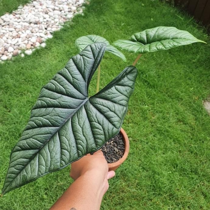 [Cod] Tanaman Hias Alocasia Bisma - Alocasia Bisma