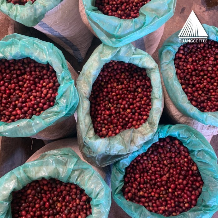 

Green Bean Arabica Black Honey Tuang Coffee Flores Manggarai