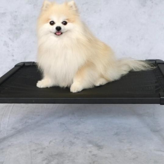 The Duracot (Small) -- Elevated Dog Bed (Pet Cot, Tempat Tidur Hewan)