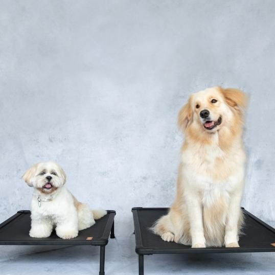 The Duracot (Large) -- Elevated Dog Bed (Pet Cot, Tempat Tidur Hewan)