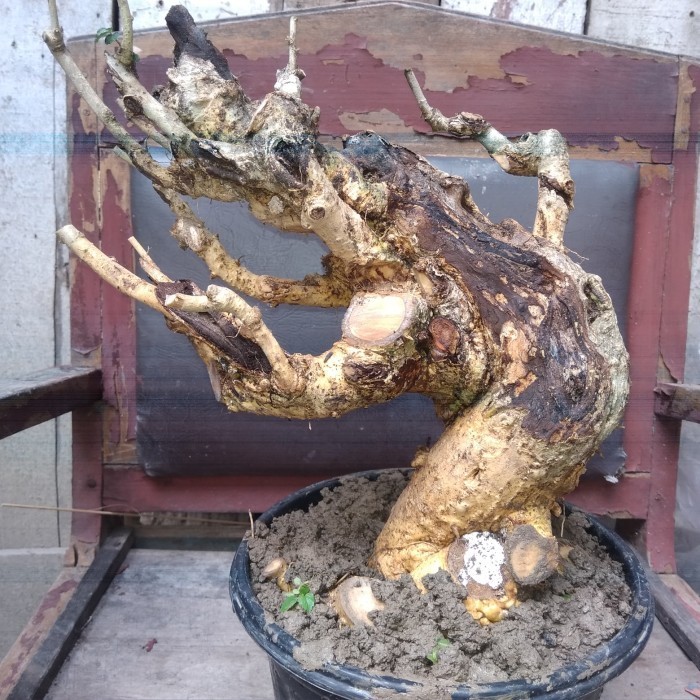 Bahan Bonsai Dongkelan Serut Berkarakter Istimewa