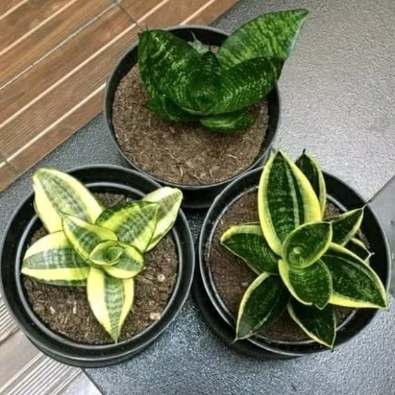 Paket 3 Pohon Lidah Mertua Mini