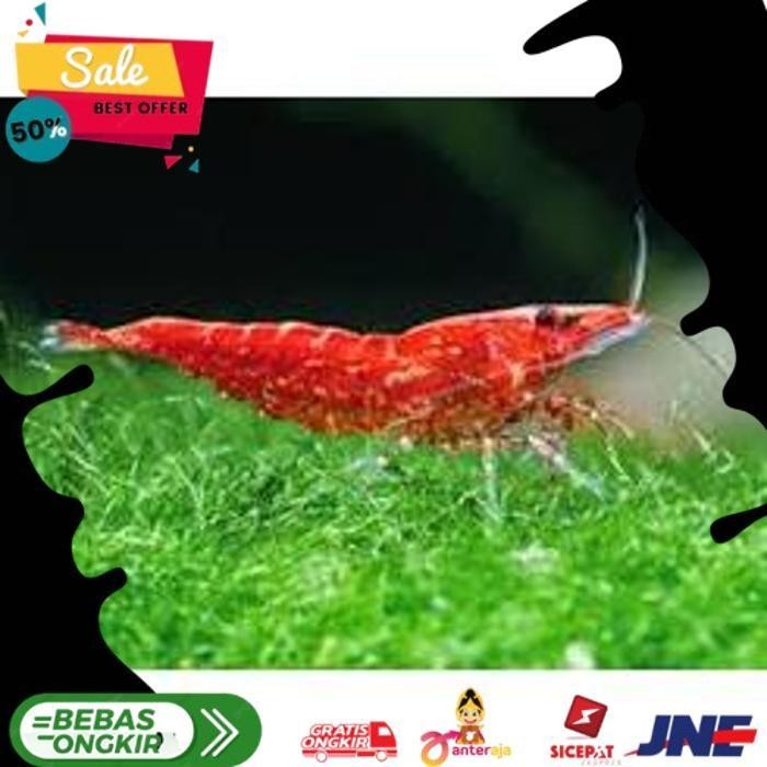 

UDANG HIAS RED CHERRY ALISUP