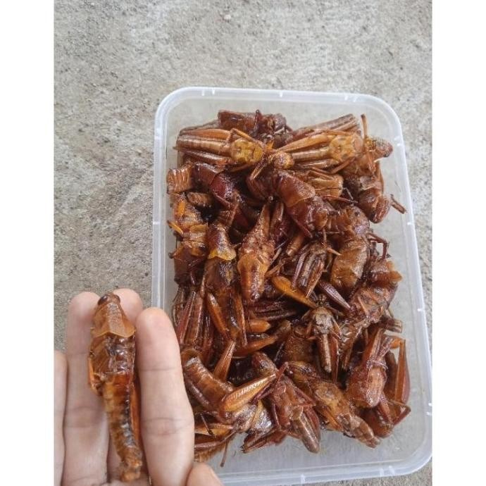 

PROMO!! Belalang kayu goreng Belalang goreng pedas kriuk camilan snack MS54