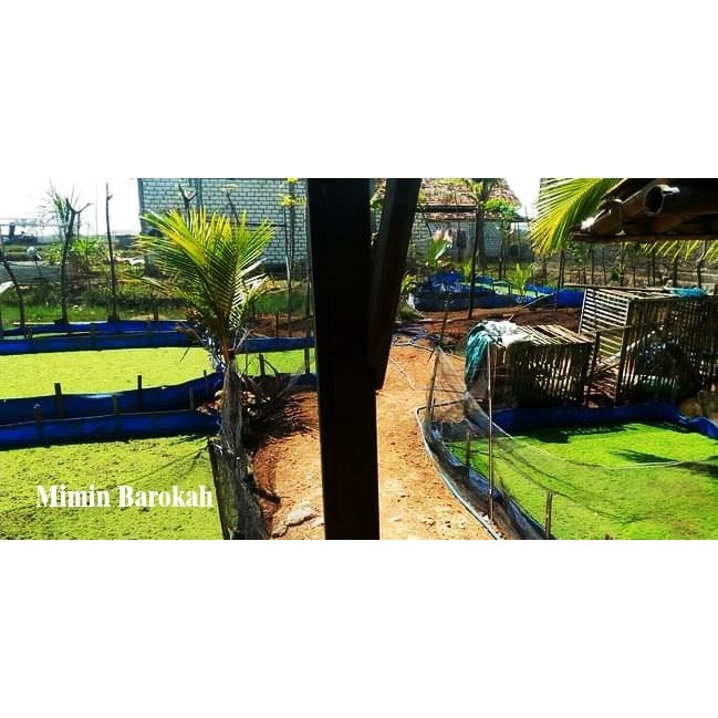 SALE RUMPUT AZOLLA / BIBIT AZOLLA PAKAN/BENIH AZOLA MICROPHYLA 1 KG LARIS