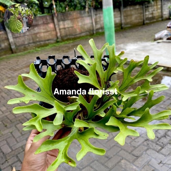 PLATYCERIUM RIDLEYI / SIMBAR MENJANGAN / TANDUK RUSA ,