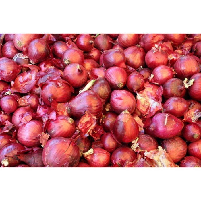 SALE BENIH BIBIT BAWANG MERAH TUKTUK CAP PANAH MERAH