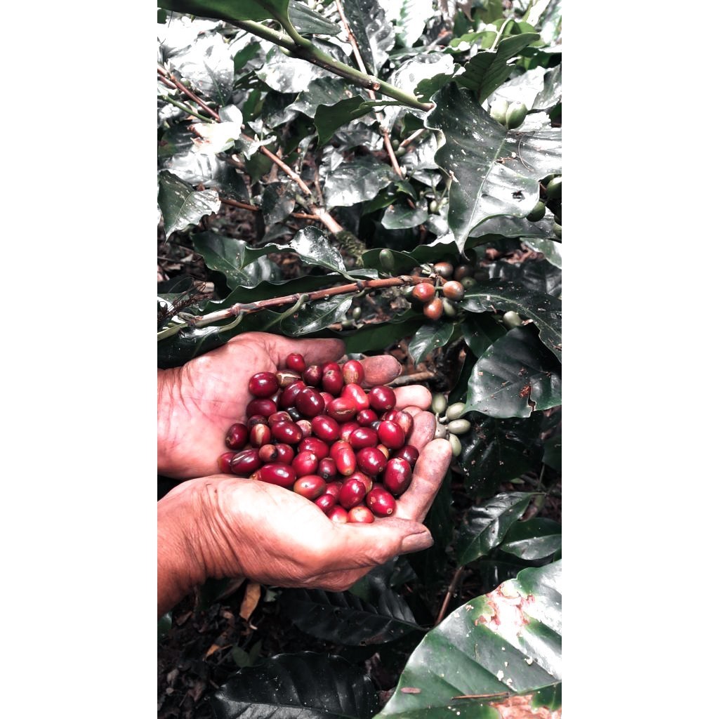 

Kopi Arabika Mandailing Biji Kopi Single Origin Arabica 200Gr