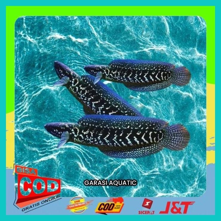 

CHANNA ASIATICA 7-10 CM ALISUP