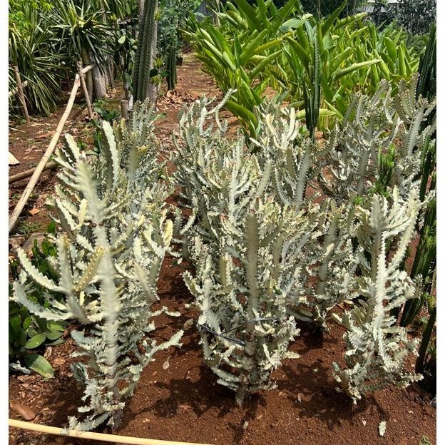 Kaktus Euphorbia Lactae White Ghost / Kaktus Tulang