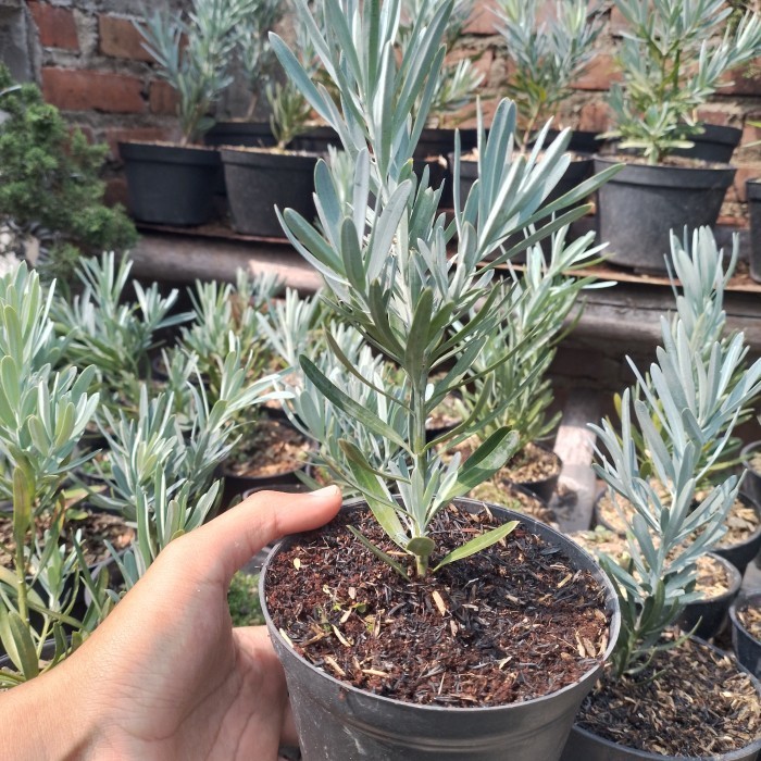 BERGARANSI lohansung blue ice ori