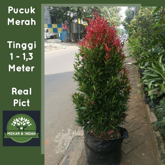 BERKUALITAS Tanaman PUCUK MERAH BESAR sudah rimbun banget, pucuk merah