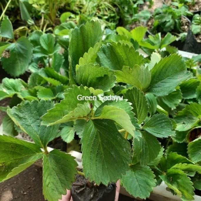 Bibit Pohon Buah Stroberi Jumbo Super Manis TOS