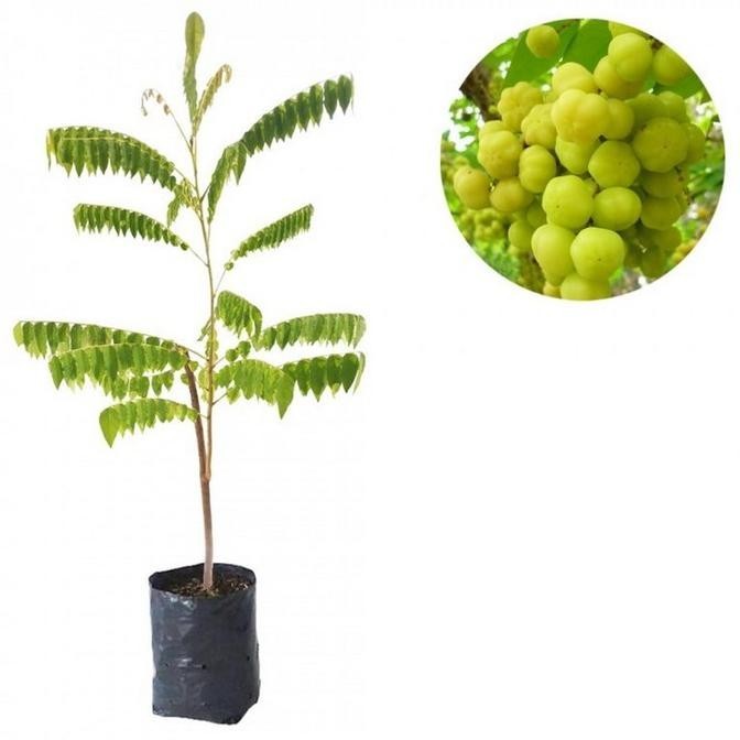 Bibit Tanaman Pohon Ceremai Bibit Cermai Ceremay Buah Ceremai MANIS TOS
