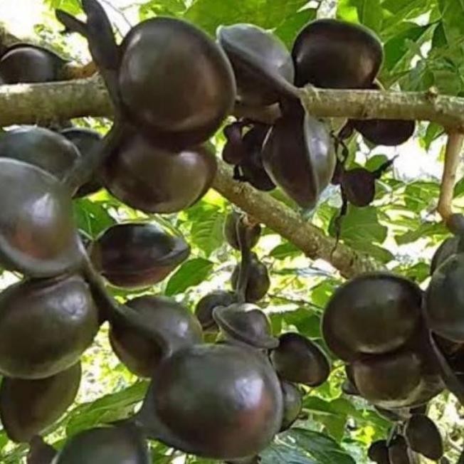 Bibit Buah Pohon Jengkol Super Hasil Okulasi Siap Tanam Tabulampot TOS