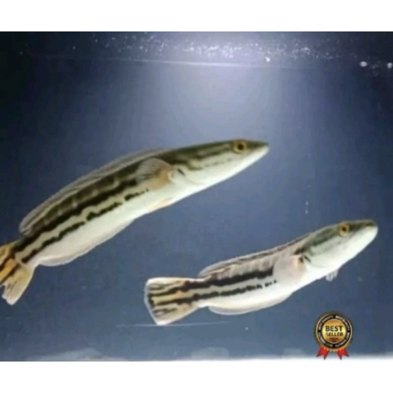 TOMAN ORI KALIMANTAN ZIZE 10 sampai 15cmup