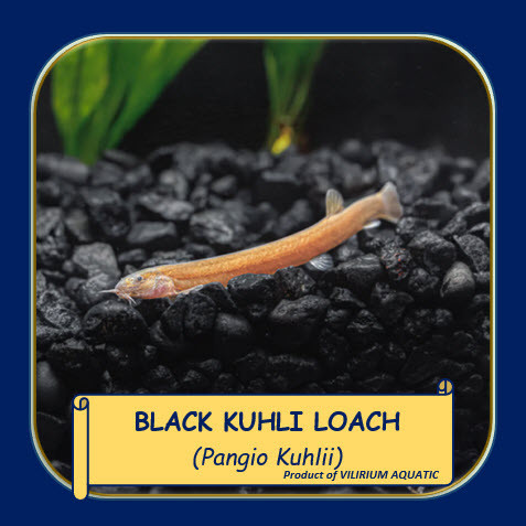IKAN HIAS AIR TAWAR - KUHLI LOACH / BLACK KUHLI LOACH (IKAN PEMBERSIH DASAR AQUARIUM)