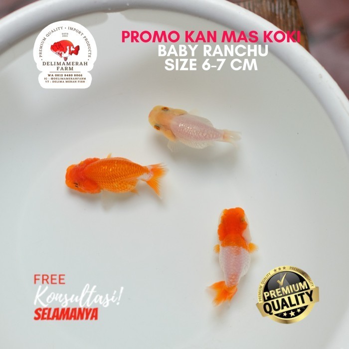 PROMO IKAN KOKI BABY RANCHU SIZE 6-7 CM BUY 1 GET 3 SUPER LUCU