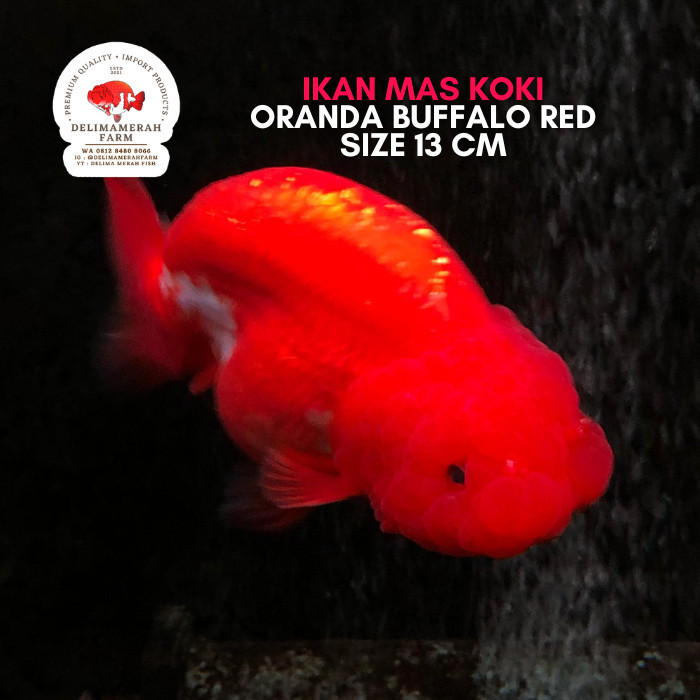 MAS KOKI RANCHU RW BUFFALO SIZE 8 - 9 CM BEST QUALITY BERGARANSI