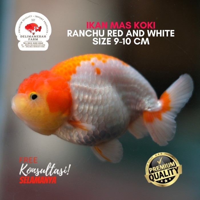 MAS KOKI RANCHU RW BUFFALO SIZE 10CM LUCU IMUT BEST QUALITY BERGARANSI